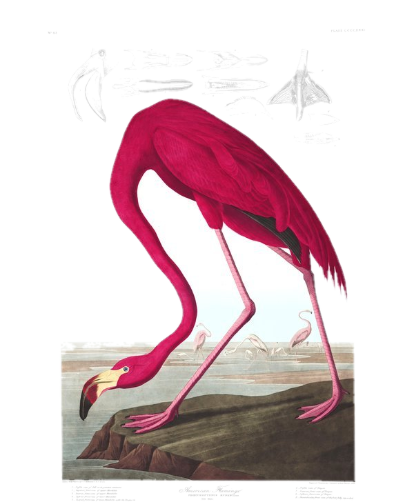 American Flamingo — Audubon
