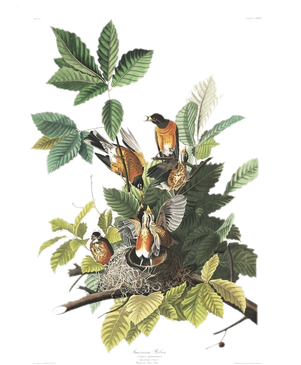 American Robin — Audubon