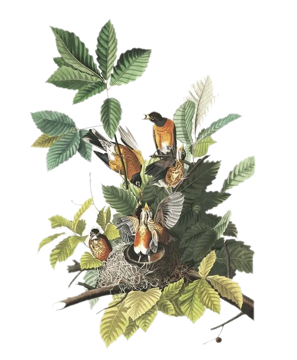 American Robin — Audubon