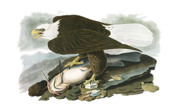 Bald Eagle — Audubon
