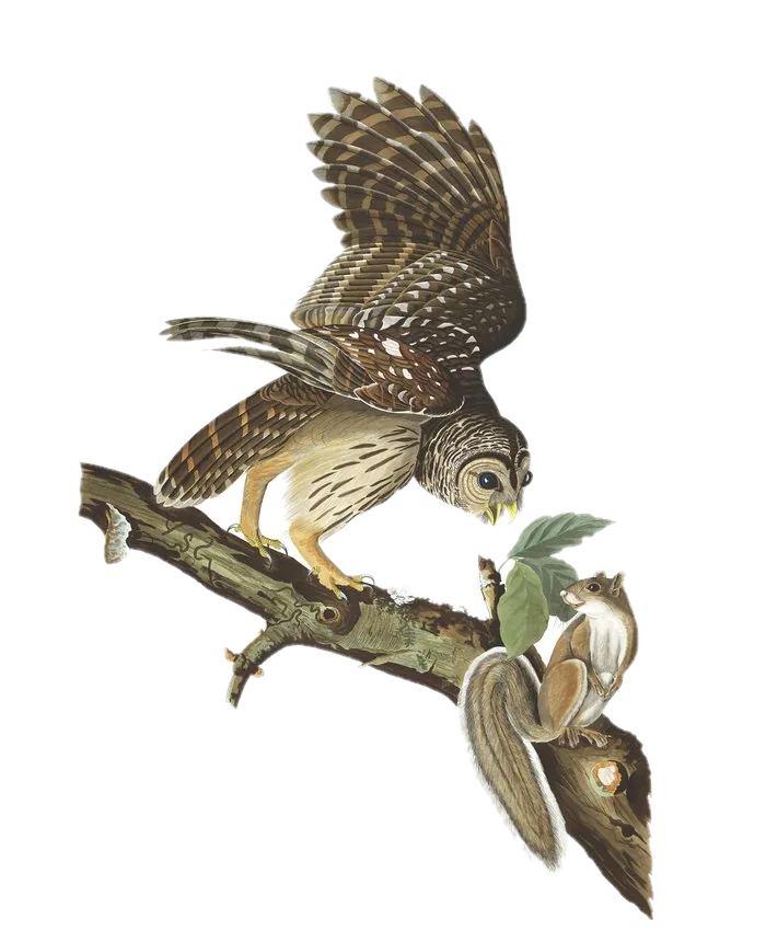 Barred Owl — Audubon