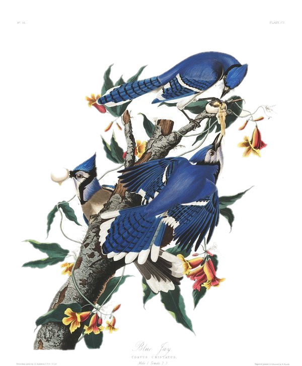 Blue Jay — Audubon