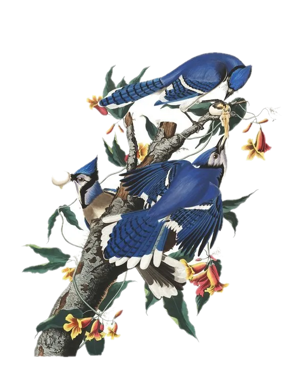 Blue Jay — Audubon