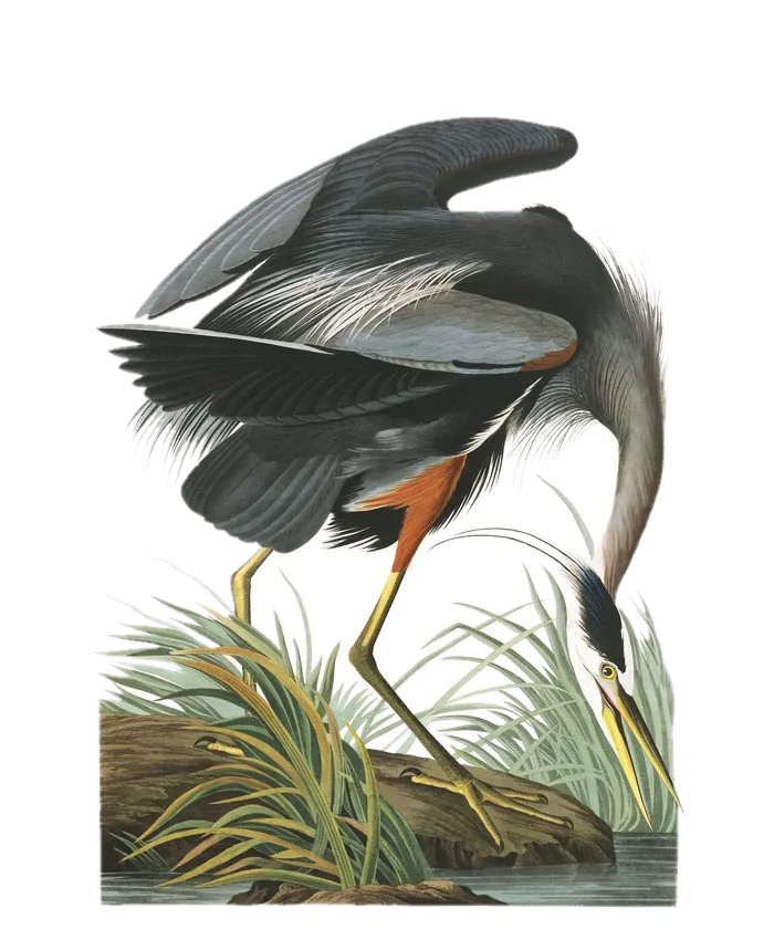 Great Blue Heron — Audubon